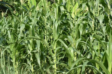 Yeşil mısır tarlasını kapatın.