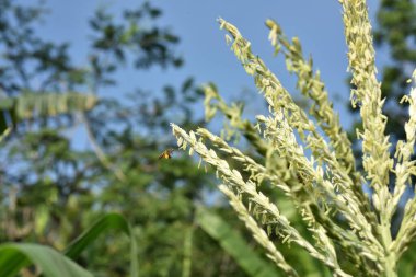 Tarım tahıl tarlasını kapatın