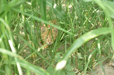 Yeşil alanda kırmızı kedi