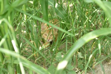 Yeşil alanda kırmızı kedi