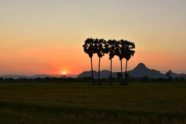 Красивий Захід Сонця Над Рисовим Полем Таїланді — стокове фото