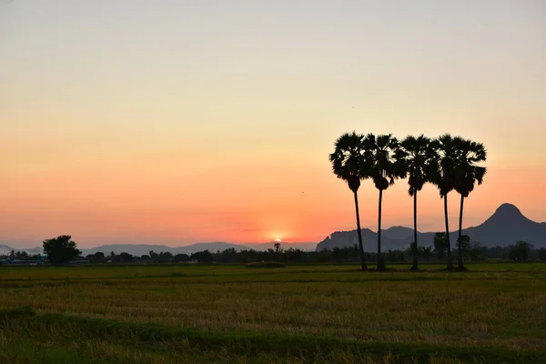 Hermosa Puesta Sol Sobre Campo Arroz Tailandia — Foto de Stock