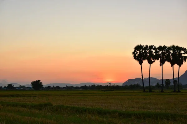 Hermosa Puesta Sol Sobre Campo Arroz Tailandia — Foto de Stock