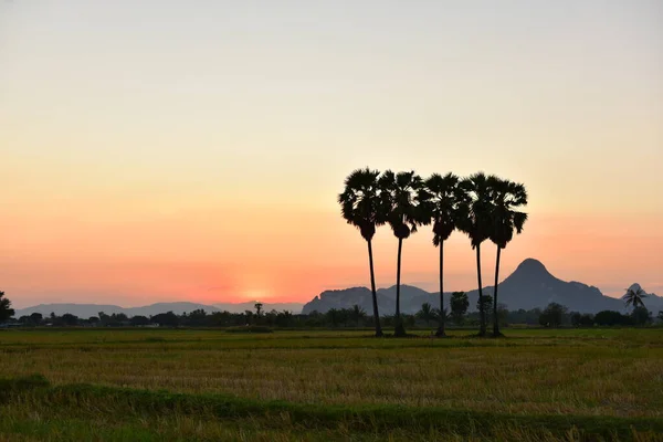 Hermosa Puesta Sol Sobre Campo Arroz Tailandia — Foto de Stock