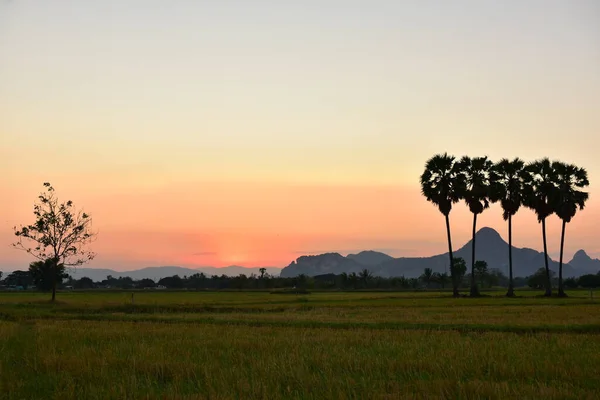 Красивий Захід Сонця Над Рисовим Полем Таїланді — стокове фото