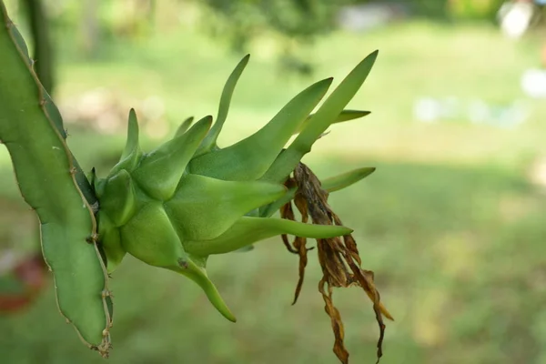 Vihreä Nuori Banaani Kasvi Puutarhassa — kuvapankkivalokuva