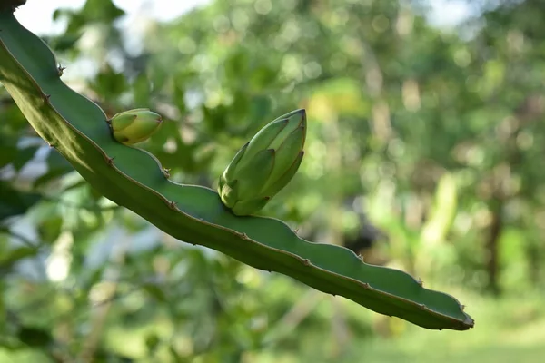 Planta Banana Verde Jovem Jardim — Fotografia de Stock