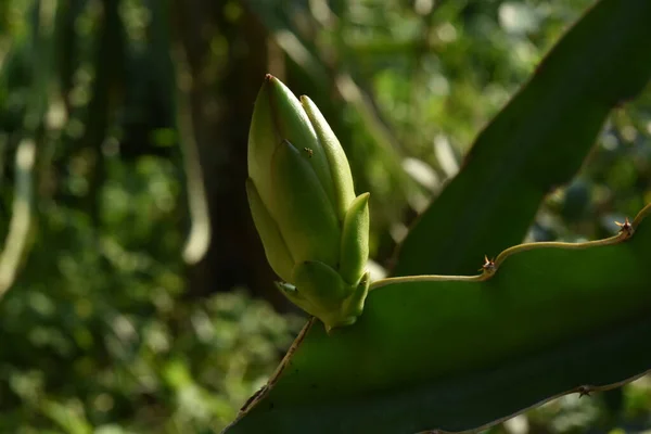 Zielony Młody Banan Roślin Ogrodzie — Zdjęcie stockowe