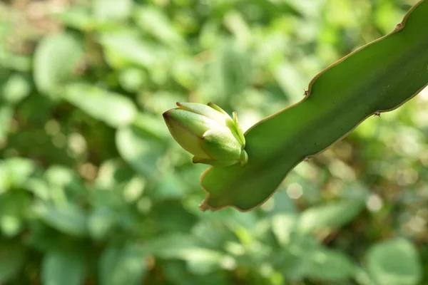 Πράσινο Νεαρό Φυτό Μπανάνας Στον Κήπο — Φωτογραφία Αρχείου