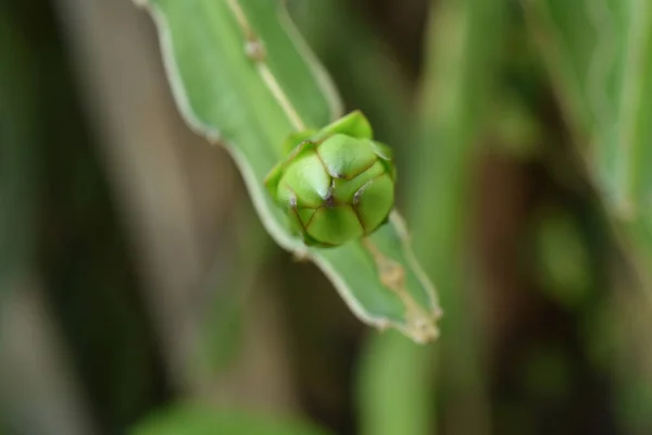 Green Young Banana Plant Garden — Stock Photo, Image