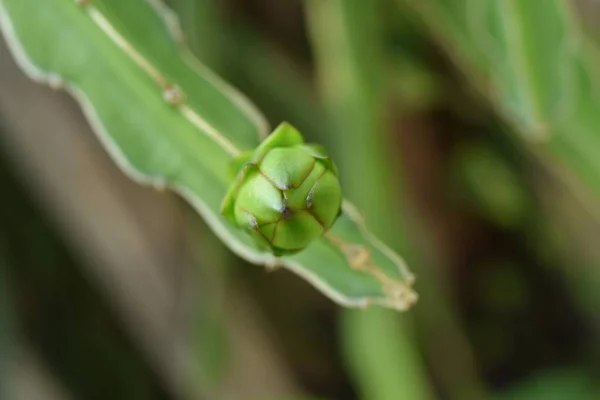 Planta Plátano Joven Verde Jardín — Foto de Stock