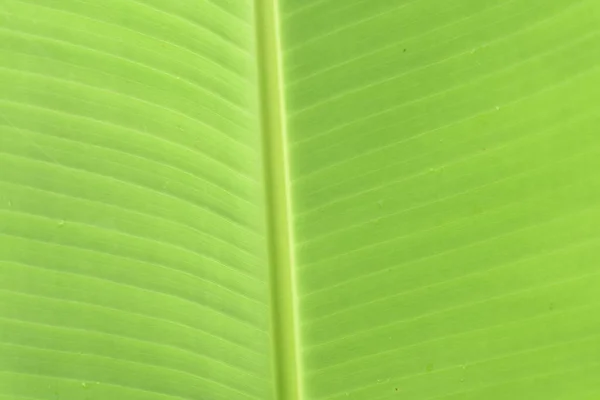 Textura Fondo Hoja Verde — Foto de Stock