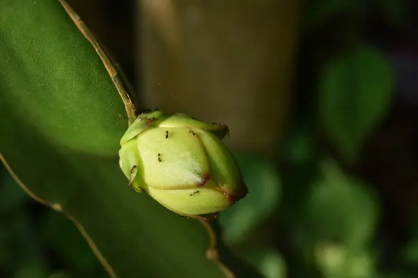 Jeune Bananier Vert Dans Jardin — Photo