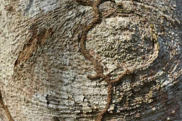 Primer Plano Textura Del Fondo Del Árbol — Foto de Stock