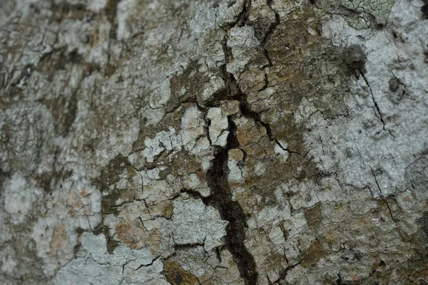 Ağaç Arkaplan Dokusunu Kapat — Stok fotoğraf