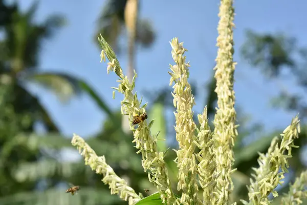 Primo Piano Del Settore Cerealicolo — Foto Stock