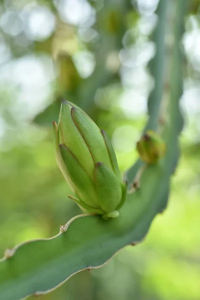 Zielony Banan Roślin Ogrodzie — Zdjęcie stockowe