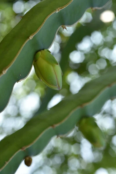 Zielony Banan Roślin Ogrodzie — Zdjęcie stockowe