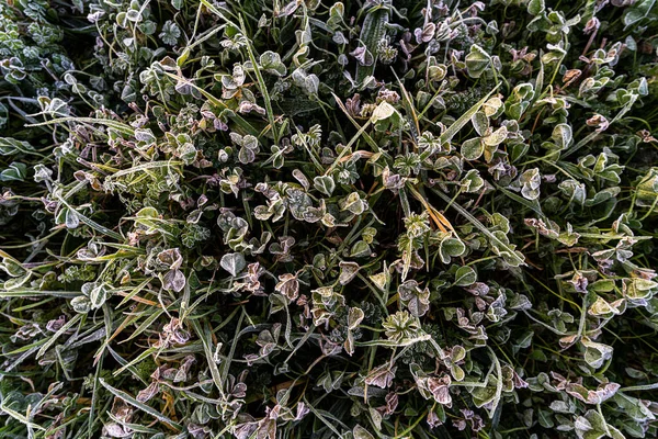 Глядя Дикорастущие Растения Зимой Английской Глубинке — стоковое фото
