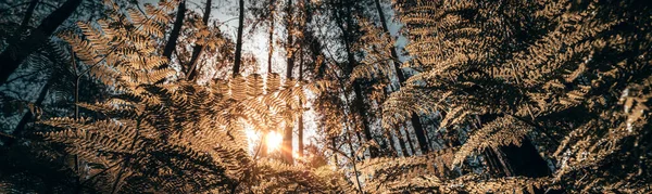 Privind Prin Bracken Într Pădure Engleză Timpul Verii Răsăritul Soarelui — Fotografie, imagine de stoc