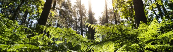 Blick Durch Bracken Farnblätter Aus Nächster Nähe Einem Englischen Waldpanorama — Stockfoto