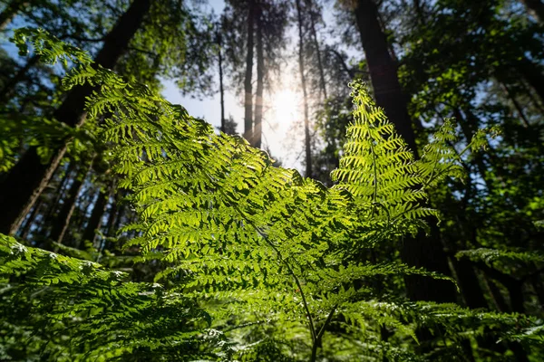 Omhoog Kijkend Door Close Varens Bladeren Een Engels Bos — Stockfoto