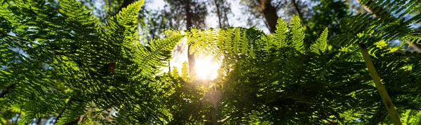Looking Close Bracken Fern Leaves English Woodland Forest Panoramic — Foto de Stock