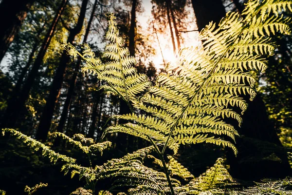 Looking Close Bracken Fern Leaves English Woodland Forest — Stock Fotó