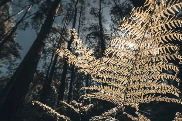 Looking Close Bracken Fern Leaves English Woodland Forest — Photo