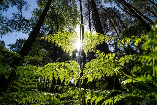 Engels Bos Met Close Van Bracken Varenblad Verlicht Door Zonsopgang — Stockfoto