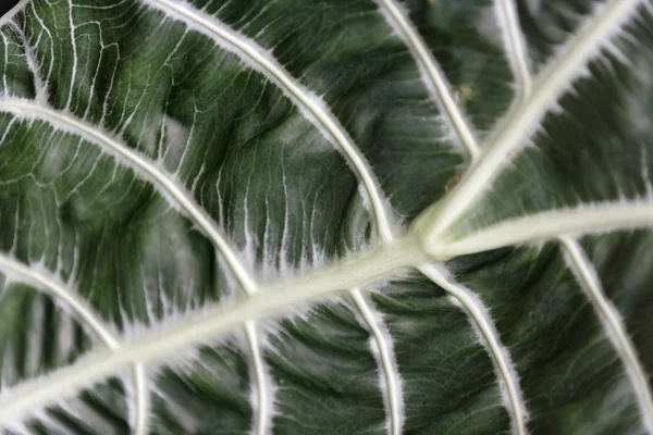 Великий зелений тропічний лист — стокове фото