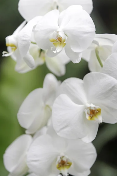 Krásné vanilková orchidej — Stock fotografie