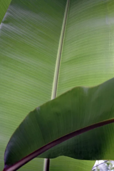 Primer plano de la hoja de palma silvestre — Foto de Stock