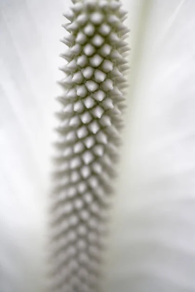 Flori mari albe stamen — Fotografie de stoc gratuită