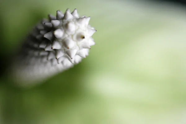 Grandes fleurs blanches étamines — Photo