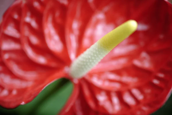 Тропический антур в форме красного сердца — стоковое фото