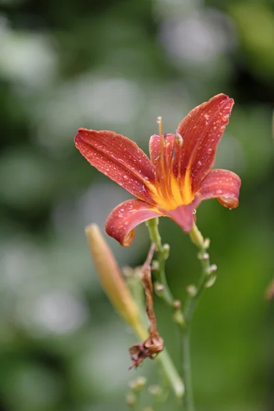 Orquídea roja delicada — Foto de Stock