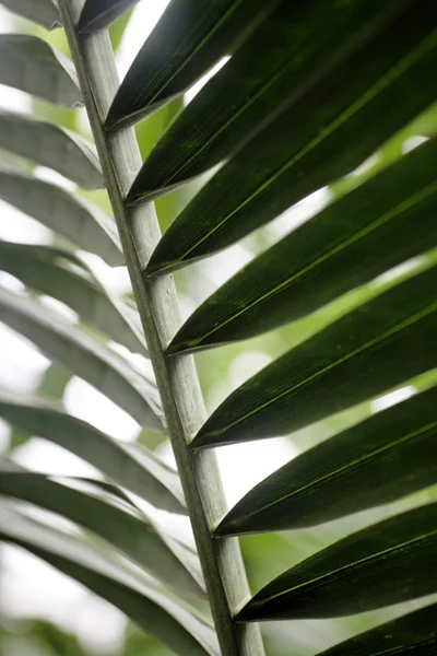 Närbild på vilda palmblad Royaltyfria Stockbilder