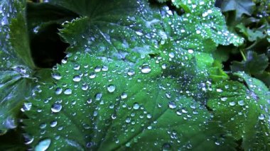 After a summer rain, see how the pristine raindrops collect and glisten on a lush green leaf, offering a glimpse of nature's beauty and the lotus effect up close in a peaceful macro perspective