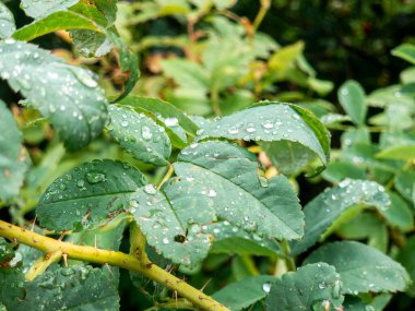 Green leaves and a thorny stem of a rose bush showing numerous fresh water droplets after a recent rain, highlighting natural hydration and vitality in a garden environment