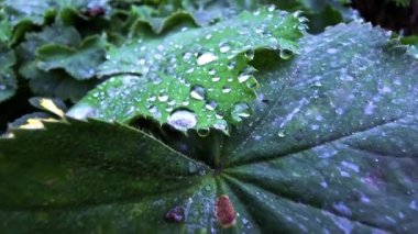 Macro view exploring the intricate details of fresh green leaves covered in glittering morning dew or raindrops, showcasing the hydrophobic effect and the beauty of nature after a rainfall