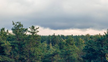 Forest canopy creating a natural green barrier against the cloudy, overcast sky, reflecting the serene and calm atmosphere of the fall season in an expansive outdoor natural setting