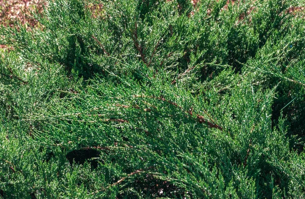 Branches with evergreen juniper leaves creating a lush green natural background, symbolizing vitality, sustainability, and organic growth in horticulture and forestry