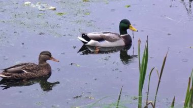 Dişi ve erkek yaban ördekleri yumuşak bir yağmur yağarken zarif bir şekilde gölette süzülerek barışçıl bir ortam yaratırlar. Ördeklerin yansıması suyun yüzeyinde görülebilir.