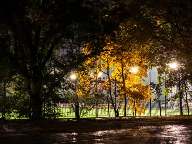 Urban park landscape showing autumn trees with golden yellow foliage illuminated by bright streetlights, creating strong contrasts against the dark night sky and wet ground