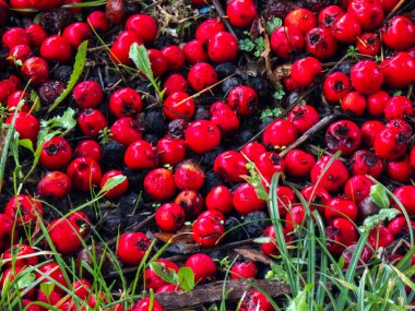 Red berries and dark berries mixing on the forest floor, surrounded by green grass and decaying organic matter, illustrating a natural scene of late autumn or early winter harvest