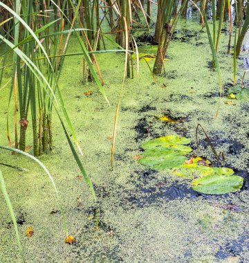 Yoğun yeşil ördek yosunu su yüzeyinde yüzer, etrafını sarar. Nilüfer yaprakları ve uzun kamışların yansımaları gelişen bir sulak arazi ortamını ön plana çıkarır.