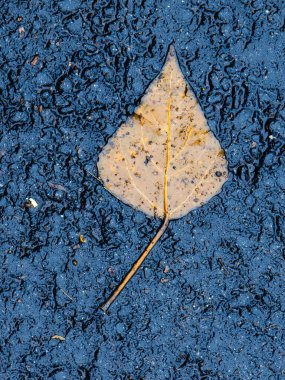 Islak asfalt zeminde uzanan sarı yaprak, sonbaharın geçici güzelliğini ve doğanın döngüsünü zıt renkler ve dokularla gösteriyor.