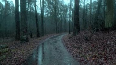 Karanlık, sisli bir sonbahar gününde, ağaçlar ve düşen yapraklar gizemli bir atmosfer yaratırken, ıslak ve dolambaçlı bir yol boyunca ilerleyen ürkütücü bir bakış açısı.