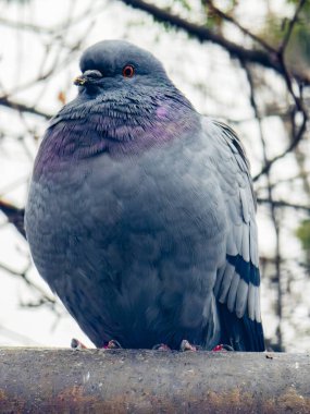 Beton bir çıkıntıda duran şehir güvercini, tombul gövdesini, gri tüylerini ve parlak turuncu gözlü yanardöner boyun tüylerini, çıplak ağaç dallarının yumuşak bir bokeh arka planına karşı sergiliyor.